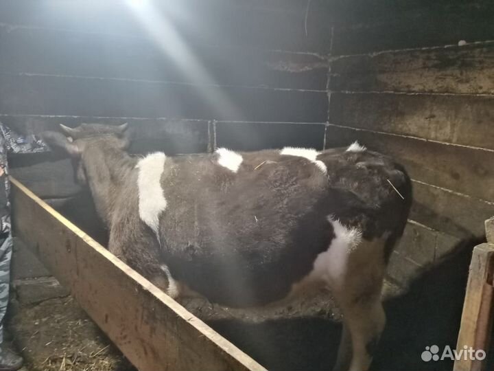 Телка, и коза нубо камори