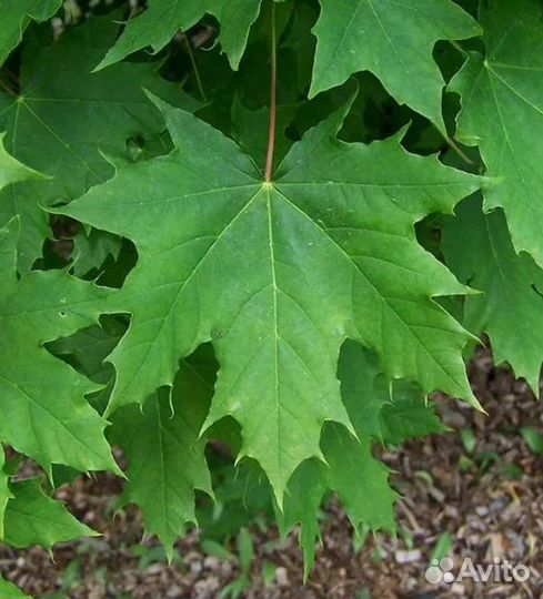 Саженцы клена остролистного