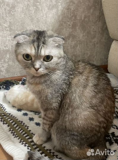 Котенок шотландский