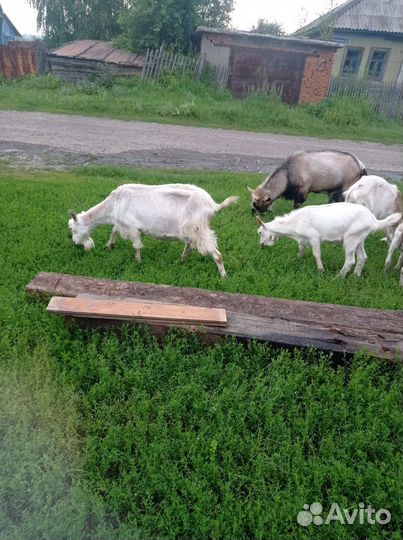 Козел альпийский