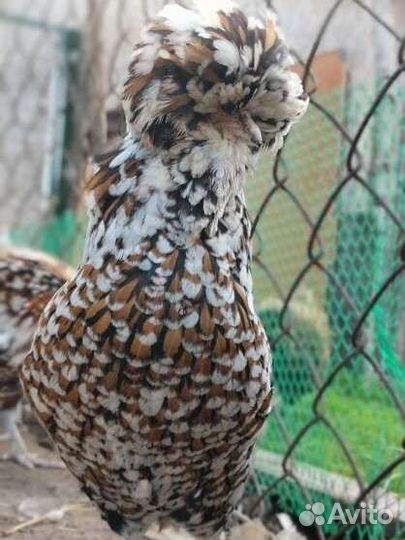 Куры Падуаны