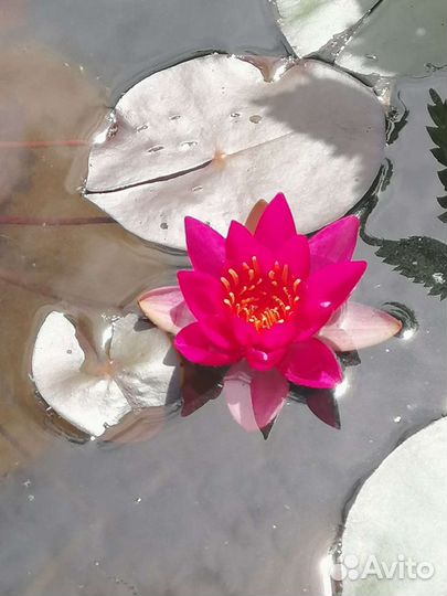 Нимфеи для пруда