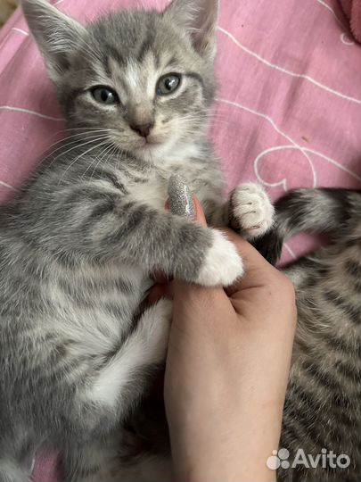 Отдам котят в добрые руки