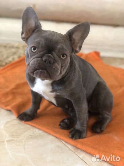 Французский бульдог мини