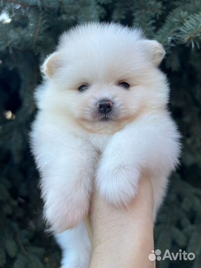 Шпиц мальчик