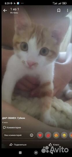 Кошка