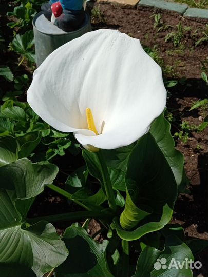 Каллы садовые