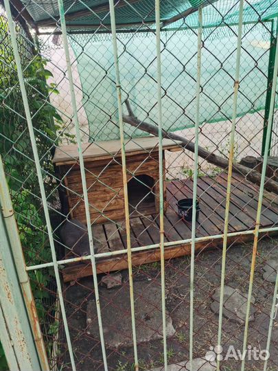 Передержка животных на время отпуска