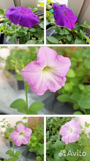 Рассада петунии