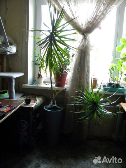 Драцена маргината 