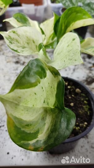 Сциндапсус Хэппи Лиф