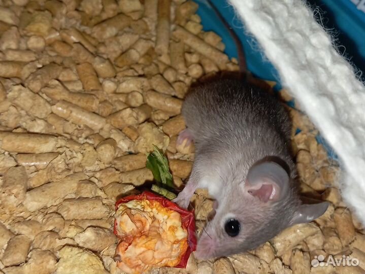 Акомис (египетская иглистая мышь). Молодь