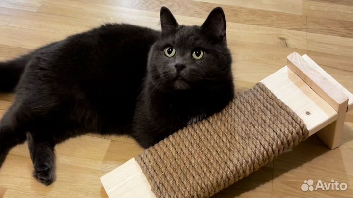 Когтеточка