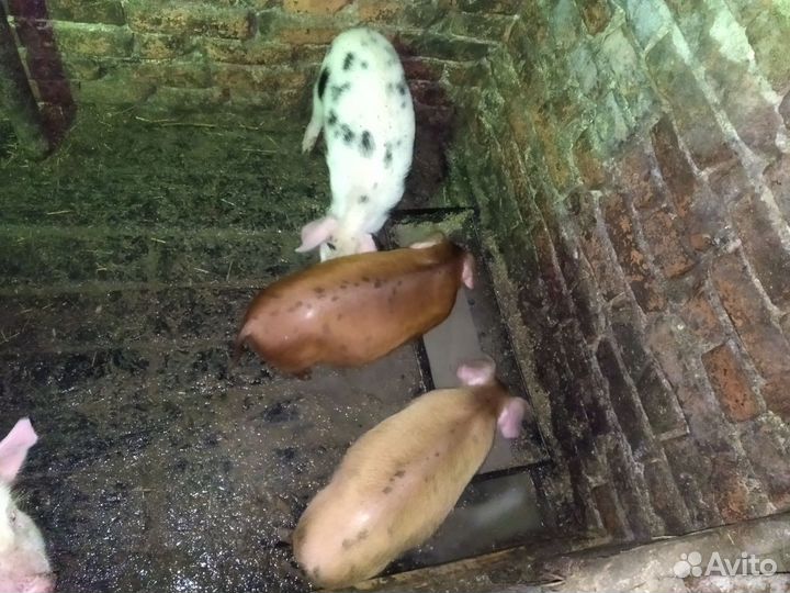 Поросята ландрас дюрок