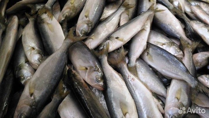 Опт черномор. рыба, морепродукты, живые моллюски