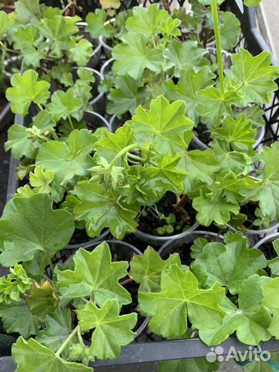 Рассада пеларгония