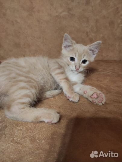 Котята в добрые руки приучены к лотку