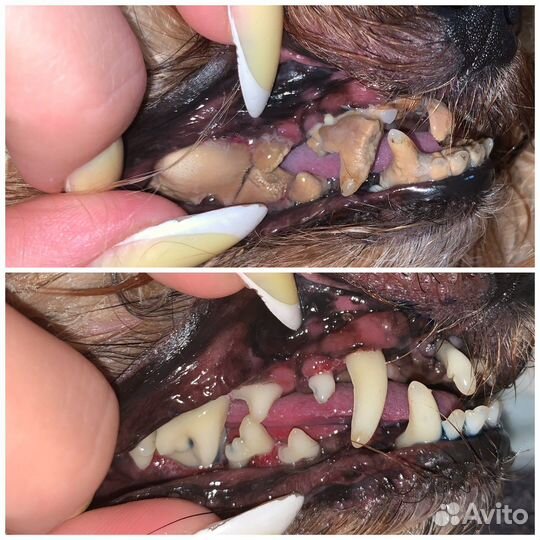 Чистка зубов собаке