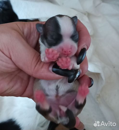 Чишки длиношерстные