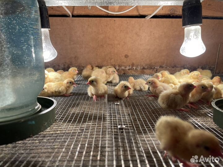 Перепела Техасский перепел