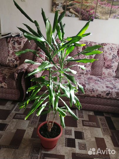 Пальма Юкка