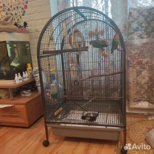 Попугаи Неразлучники