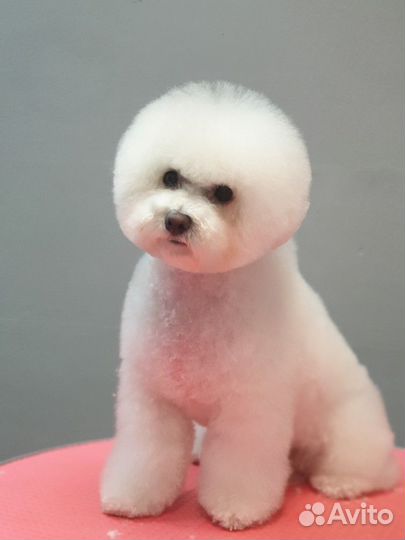 Курсы груминга, обучение стрижке животных