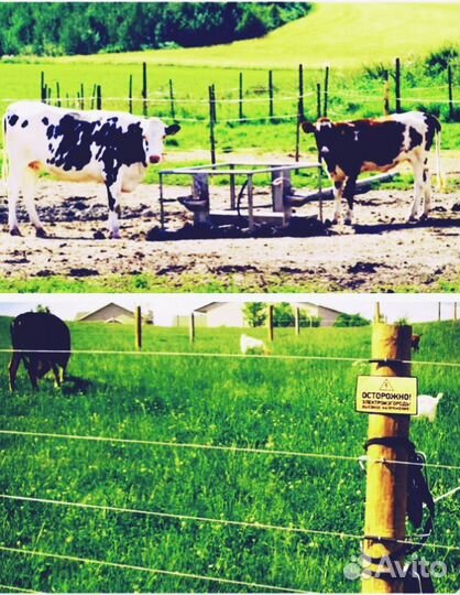 Электропастух