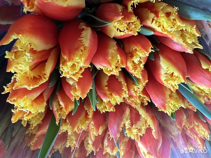 Тюльпаны к 8 марта