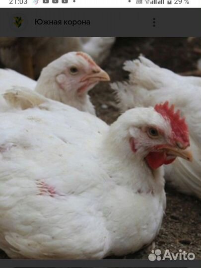 Куры бройлеры живым весом