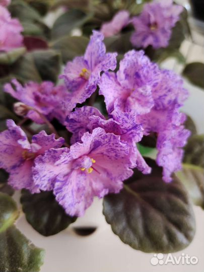 Фиалка полумахровая цветущая