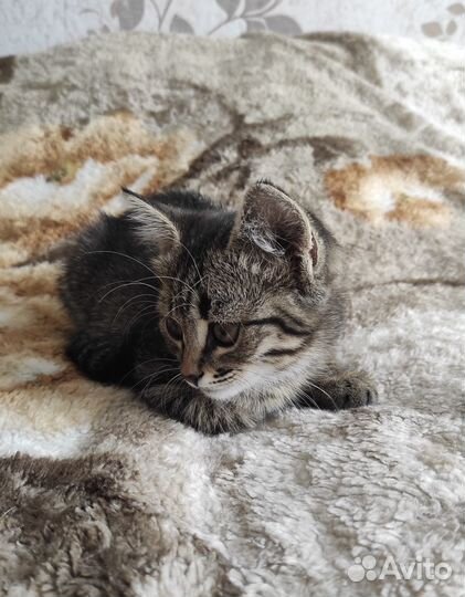 Полосатая Лапочка девочка