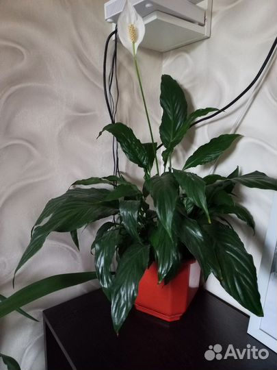 Спатифиллум