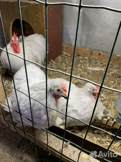 Ия, цыплята породистой птицы