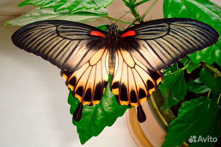 Ферма тропических бабочек