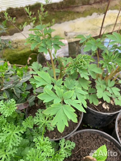 Хосты ,монтбреция (крокосмия)пионы,и другие