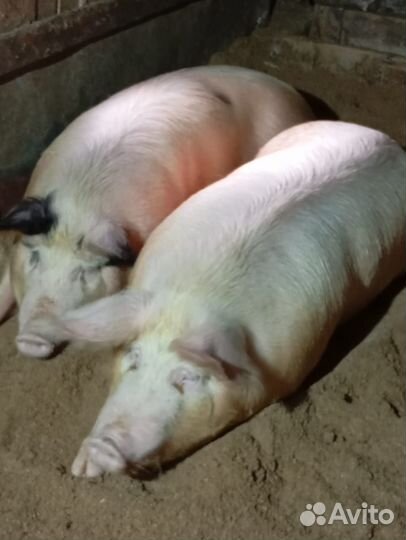 Свинина домашняя