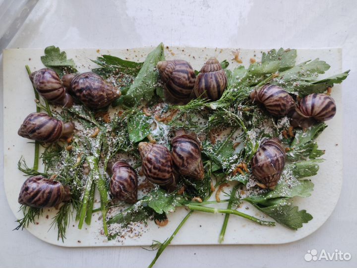 Улитки ахатины имакулята бесплатно