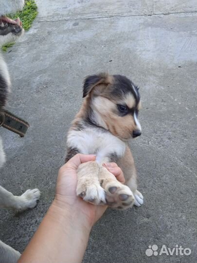 Собака в добрые руки щенок