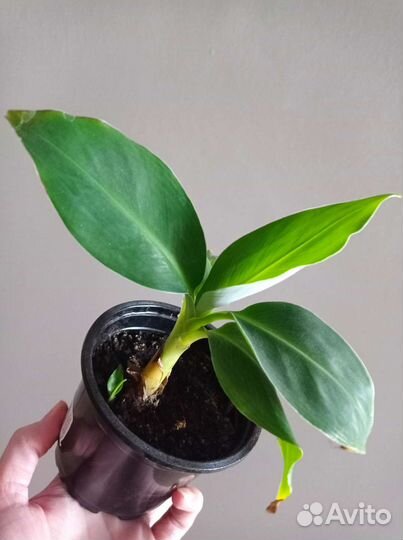 Банан комнатный