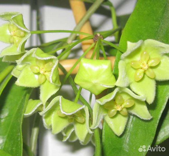 Хойи сортовые