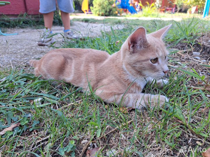 Кошки в добрые руки бесплатно