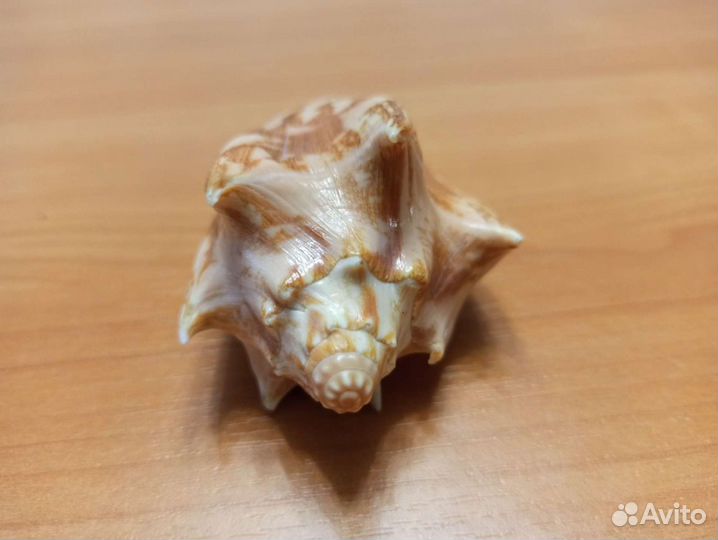 Морская раковина