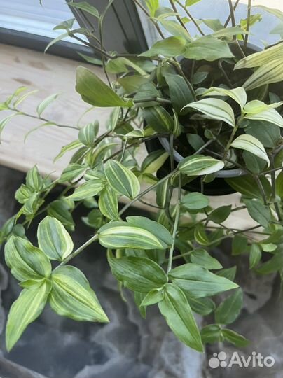 Традесканция