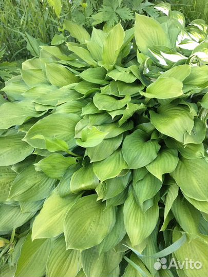 Хоста растение