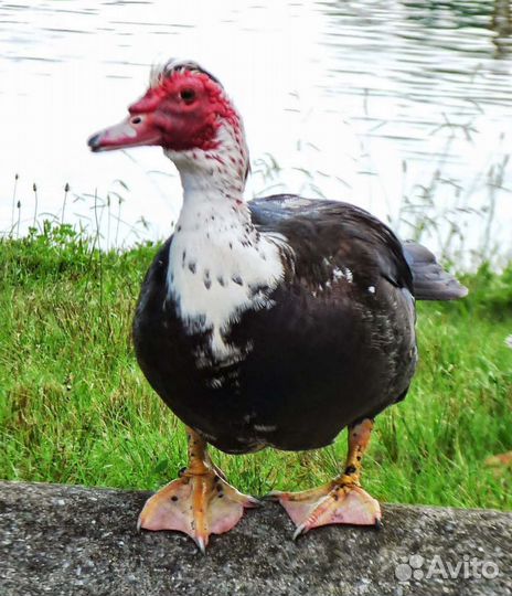 Мускусные утки индоутки индоутята