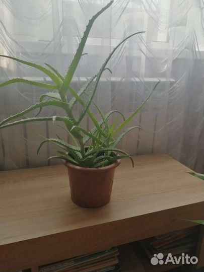 Комнатные цветы алоэ