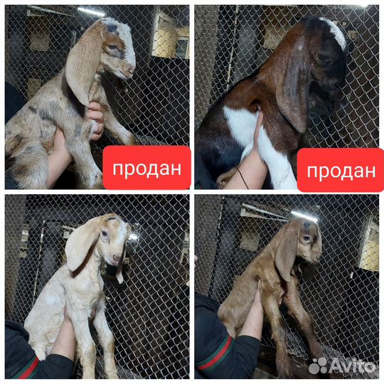 Нубийские козочки и козлики