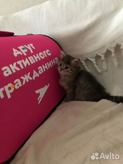 Котёнок девочка от домашней кошки