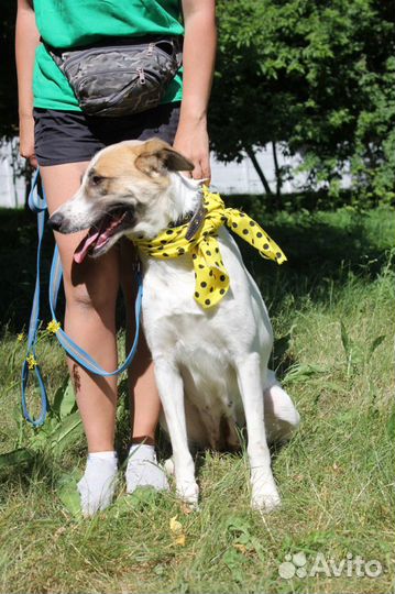 Скарлетт-дружелюбная, мололая собачка ищет дом